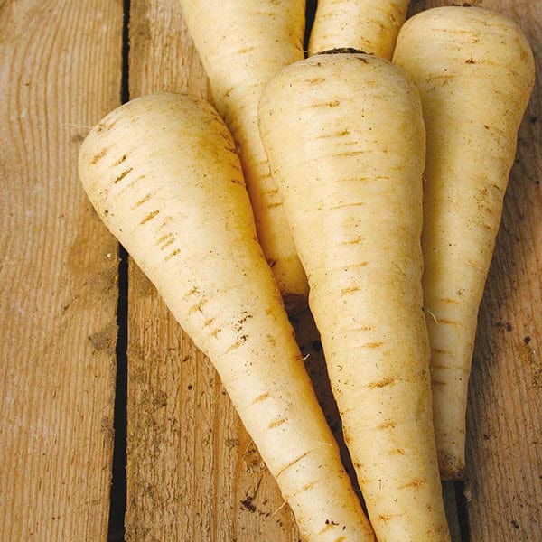 Parsnip Countess F1