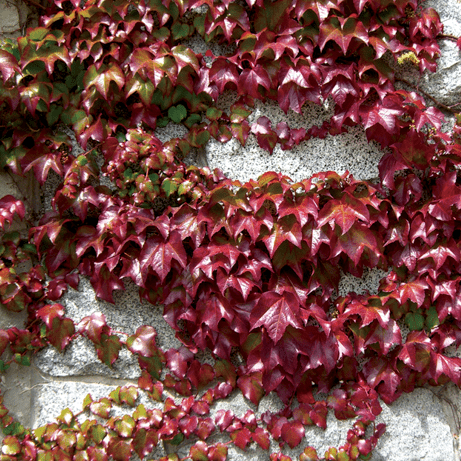 Parthenocissus Engelmanii
