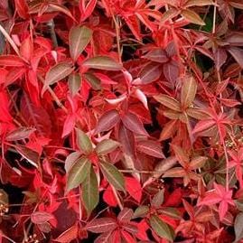 Parthenocissus Henryana