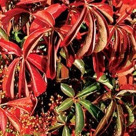 Parthenocissus Quinquefolia (Virginia Creeper)
