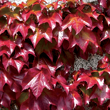 Parthenocissus Triuspidata Vietchii