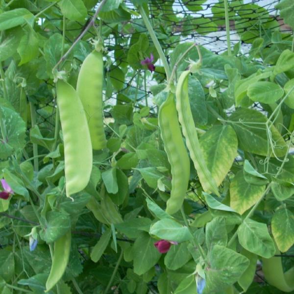 Pea Banana Nano - Good Earth Farms