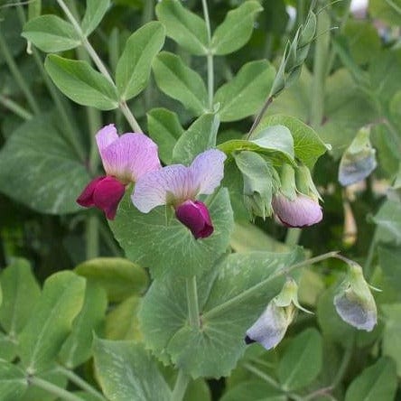 Peas Dwarf Grey Sugar - West Coast Seeds