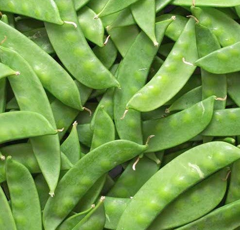 Pea Mammoth Melting - Salt Spring Seeds