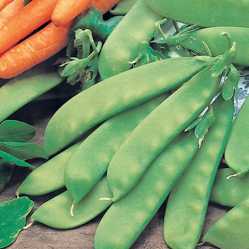 Pea Oregon Sugar Pod - Mr. Fothergill's Seeds