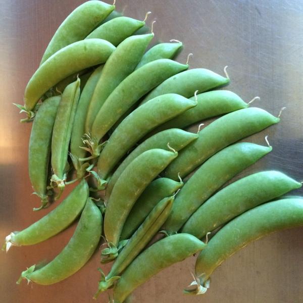 Pea Sugar Snap - Good Earth Farms