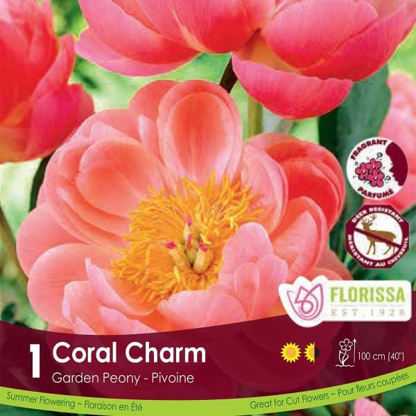 Peony Coral Charm Flower Bulb