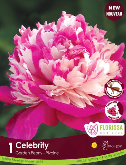 Peony - Celebrity, 1 Pack