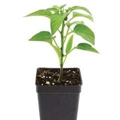 Pepper Carnival Blend - Burpee Seeds