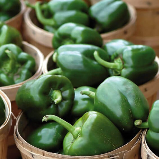Pepper Early Calwonder - Ontario Seed Company
