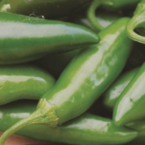 Pepper Jalapeno - Metchosin Farm Seeds