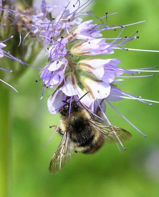 Phacelia Purple Tansy - West Coast Seeds