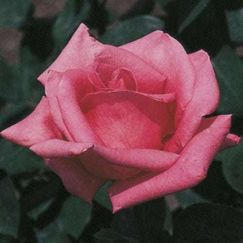 JOURNEE EN ROSE× ne Quittez pas Day Of Pink In French / Journée Rose / Journée De La Chemise