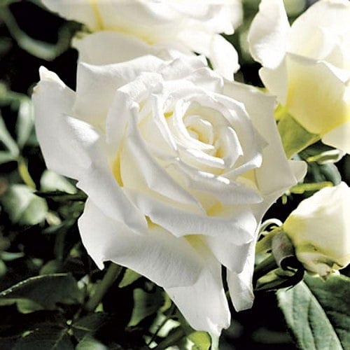 Pope John Paul II - Weeks Rose
