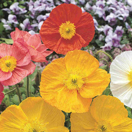 Poppy Iceland Mixed Colors - McKenzie Seeds
