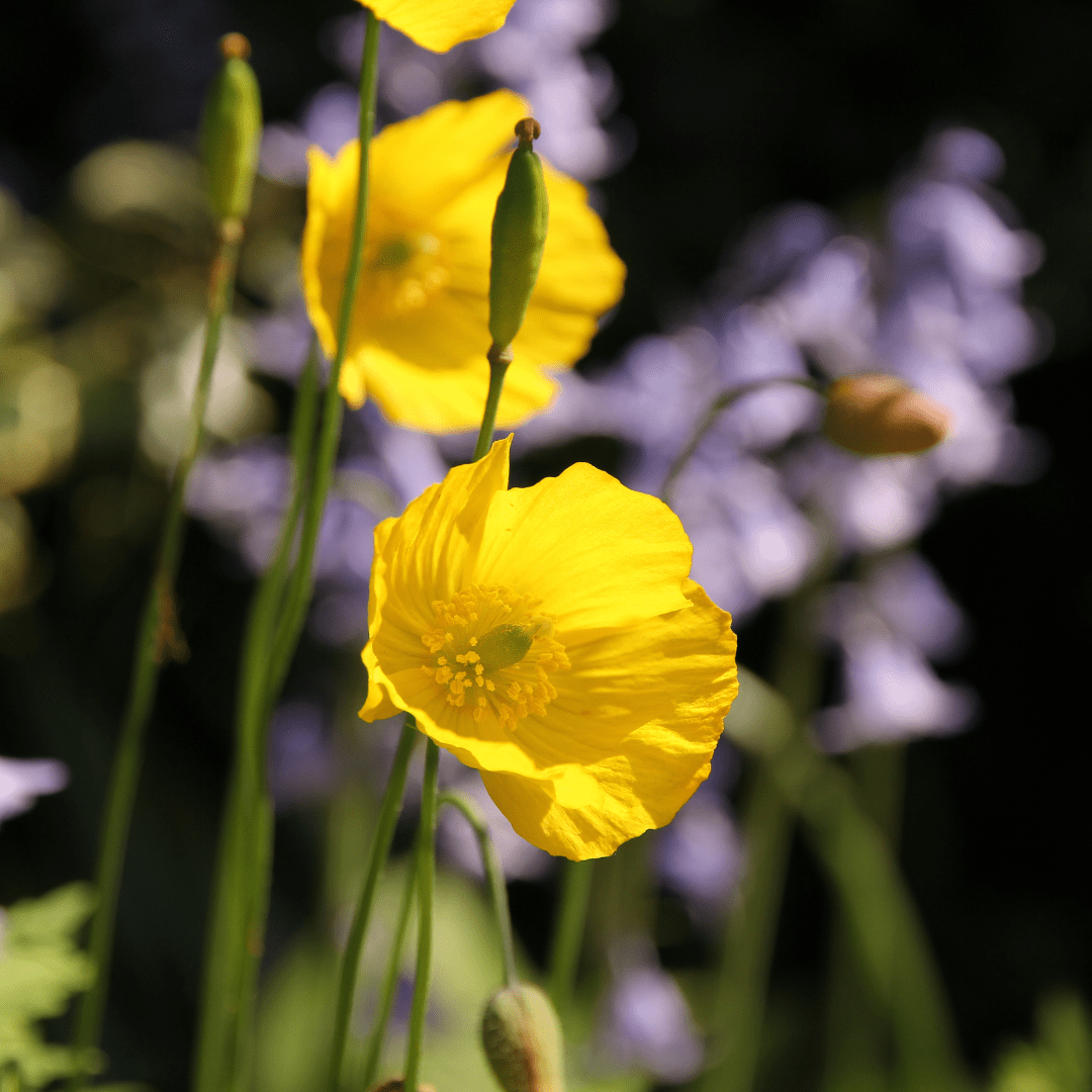 Poppy Mission Bells, Sow Easy - McKenzie Seeds