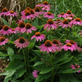Coneflower Pow Wow WildBerry - Ontario Seed Company