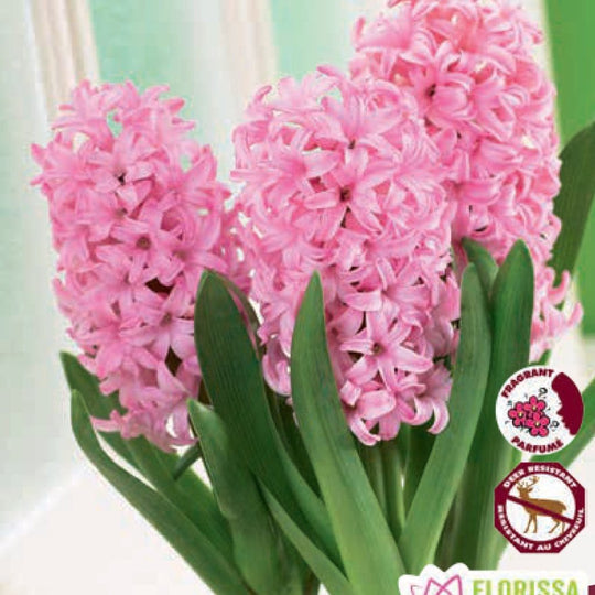 Pink Prepared Hyacinth Anne Marie