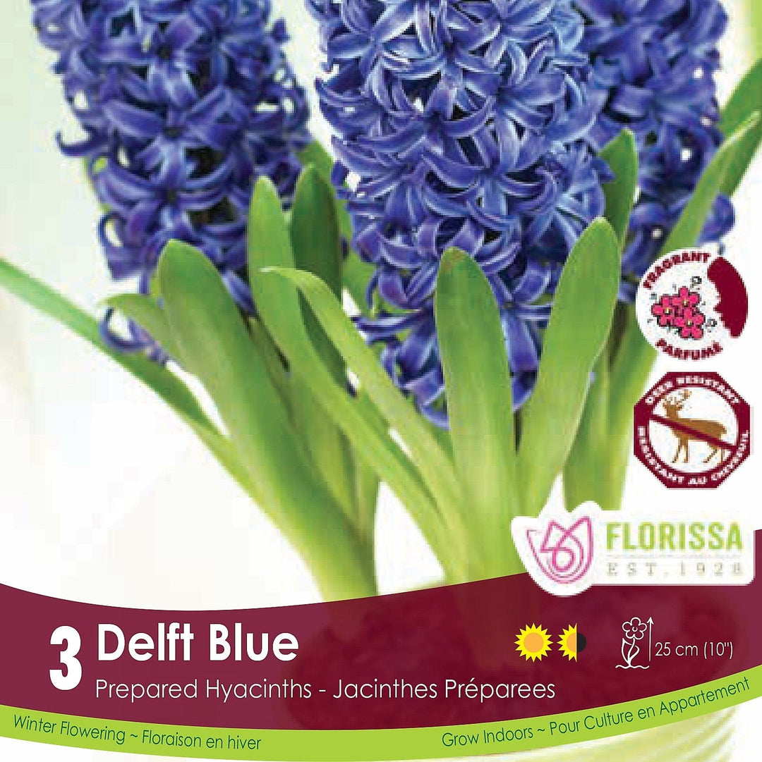 Purple Prepared Hyacinth Delft Blue