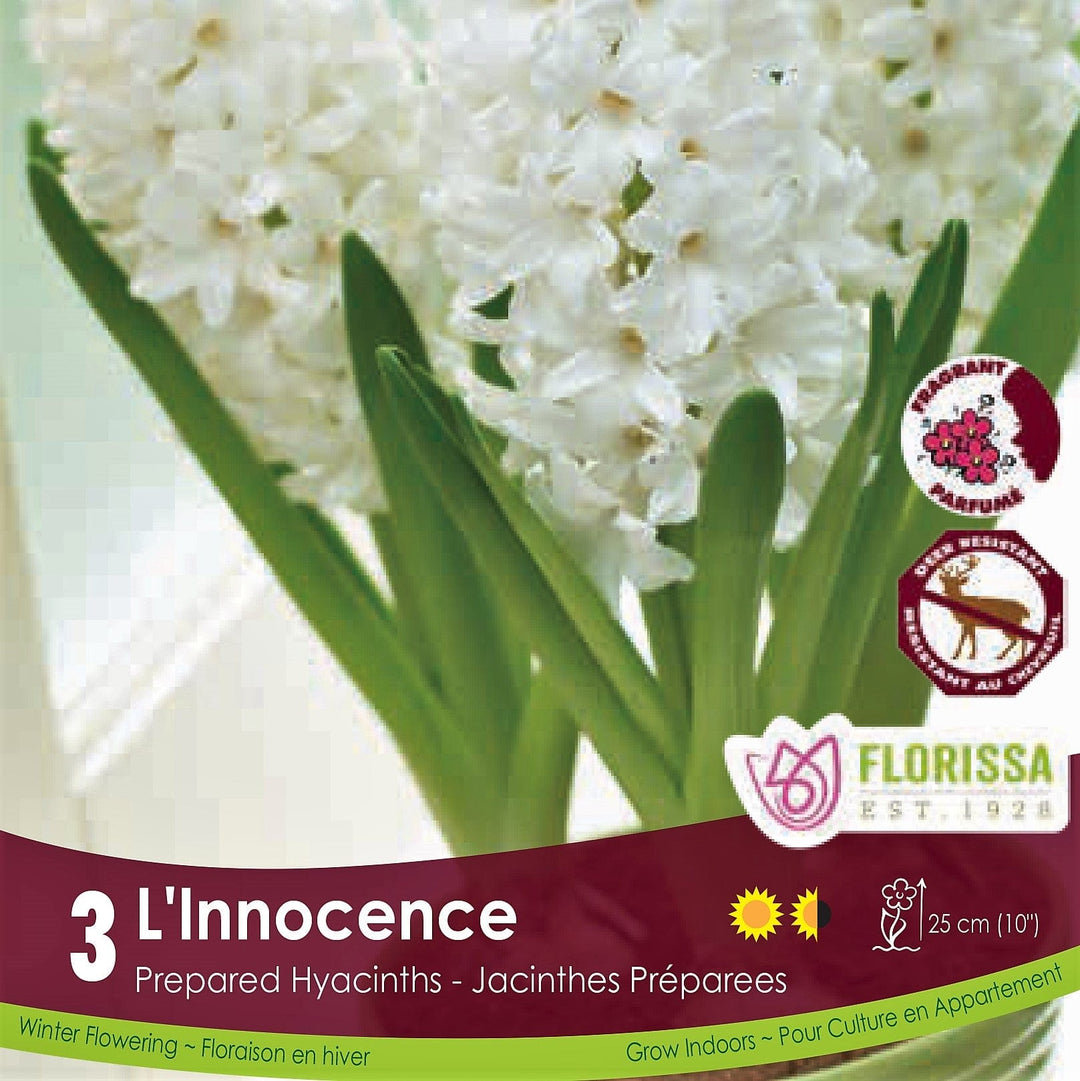 White Prepared Hyacinth L'Innocence