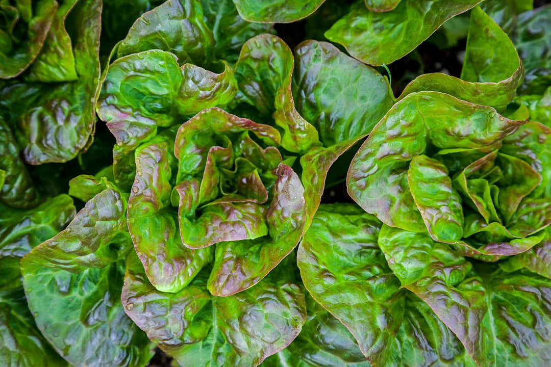 Lettuce Italian Red Parella - Salt Spring Seeds
