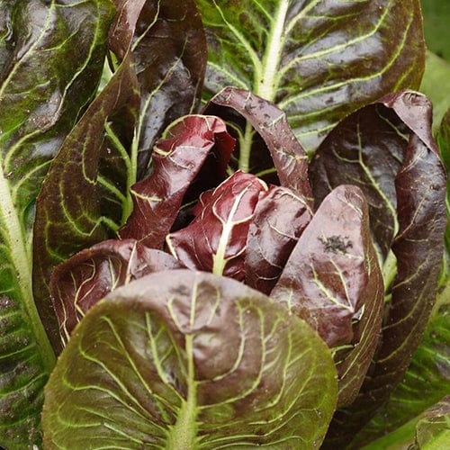 Radicchio di Treviso - West Coast Seeds