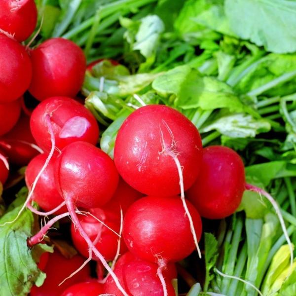 Radish Altaglobe - Good Earth Farms