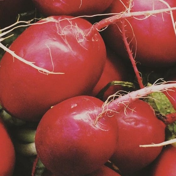 Radish Cherry Belle