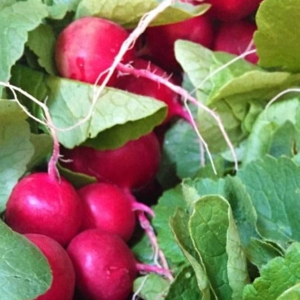 Radish Cherry Belle - Saanich Organics Seeds