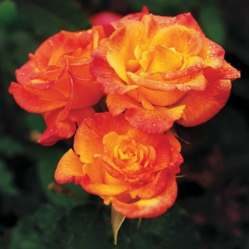 Rio Samba - Weeks Rose