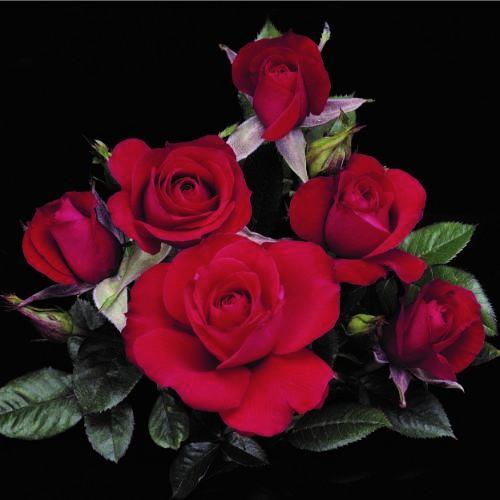 Ruby Ruby - Weeks Rose