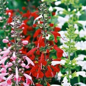 Salvia Bee Heaven - Renee's Garden Seeds