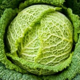Cabbage Savoy Chieftain - Ontario Seed Company