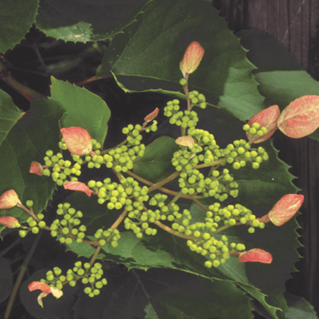 Schizophragma Rosea Vine