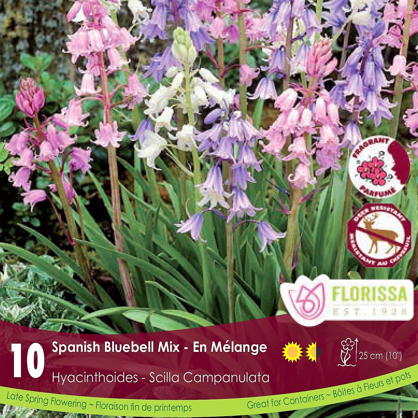 Scilla Campanulata Spanish Bluebell Mix