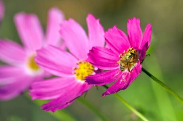 Cosmos Sensation Pink - Ontario Seed Company
