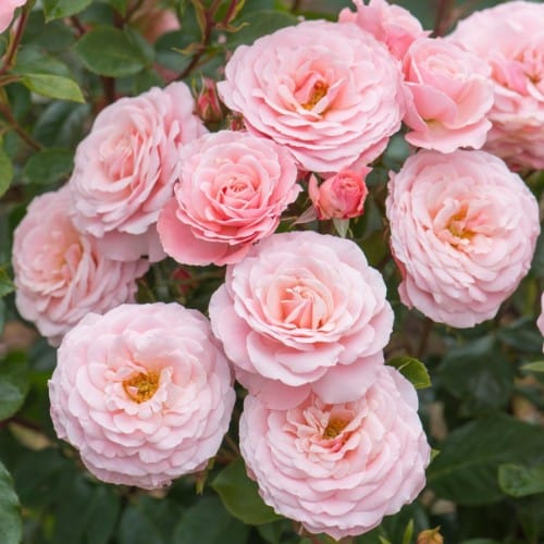 Sexy Rexy | Floribunda | Weeks Rose – Wildwood Outdoor Living