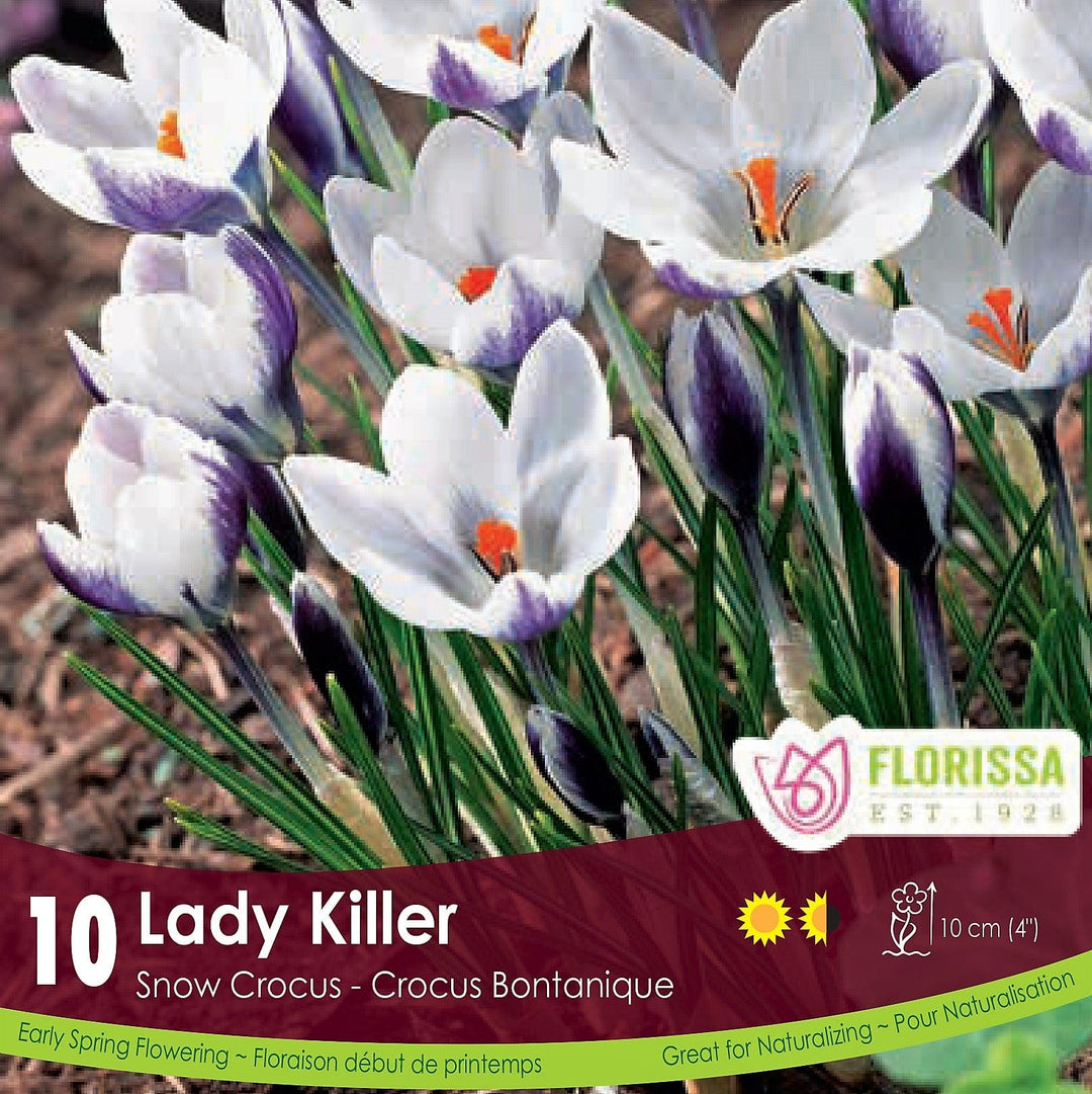 Snowcrocus Lady Killer