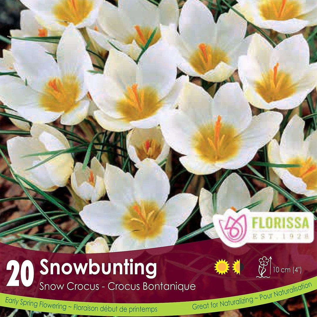 White Snowcrocus Snowbunting