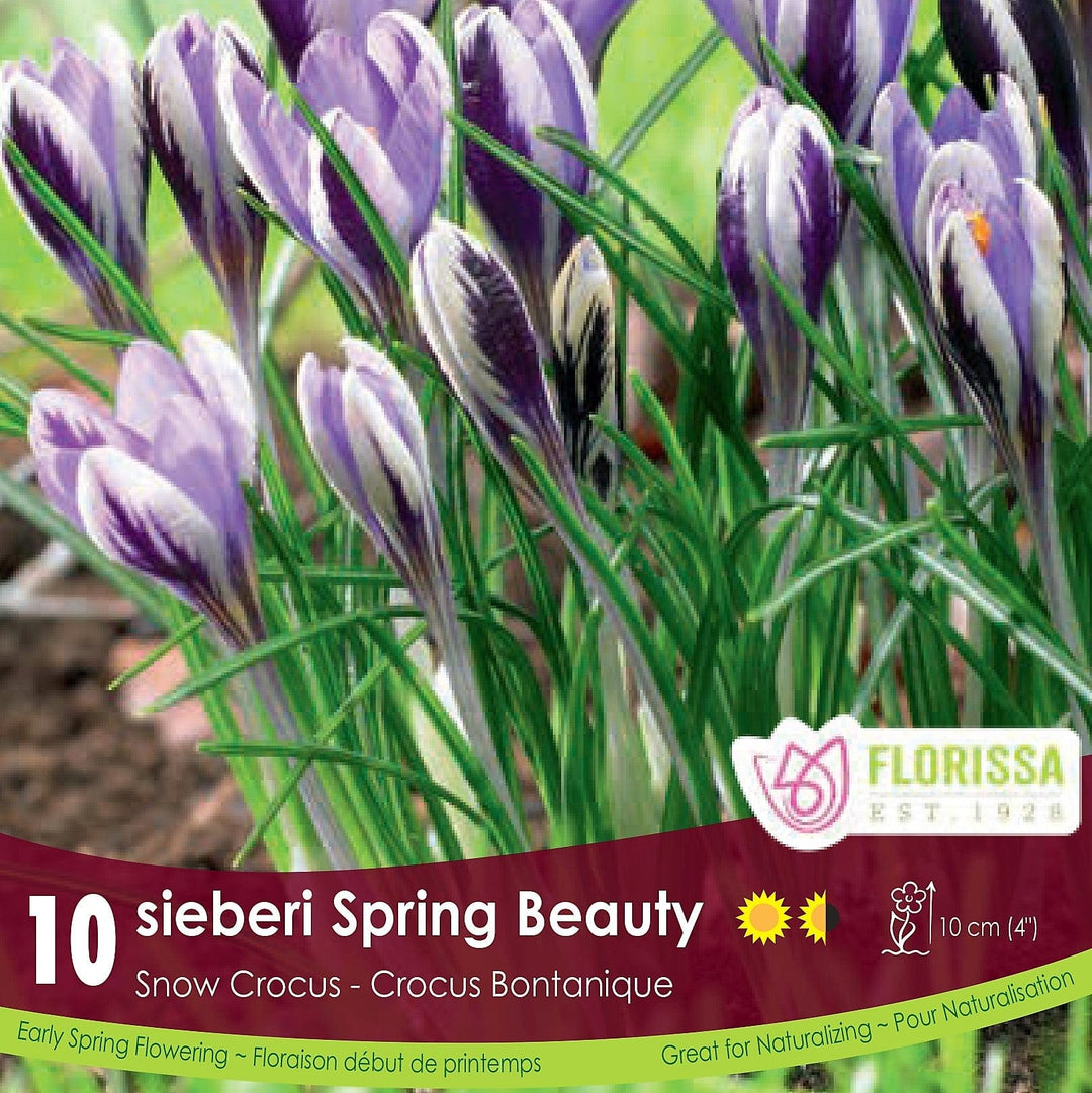Snowcrocus Spring Beauty