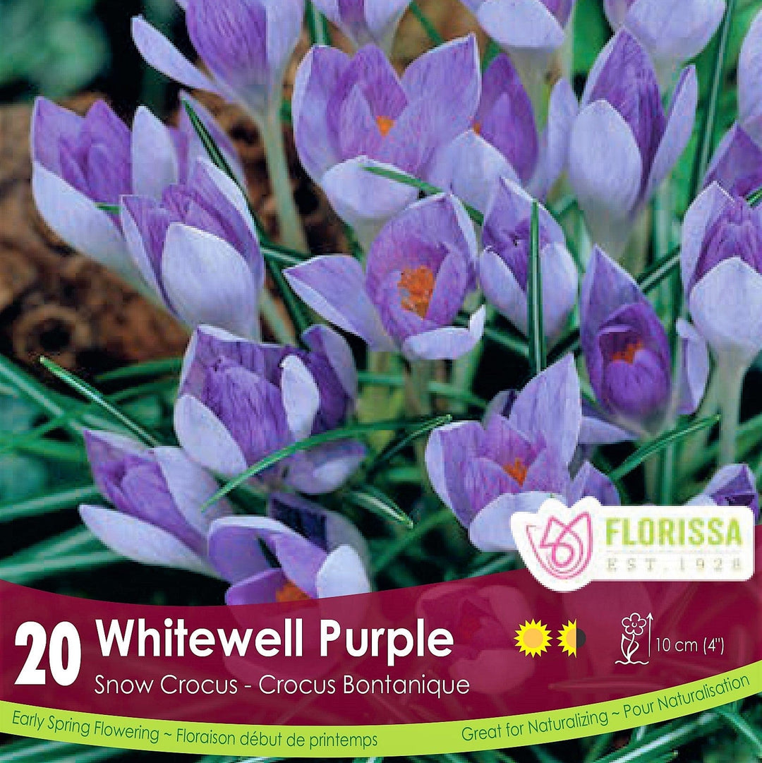Snowcrocus Whitewell Purple