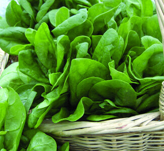 Sorrel - Ontario Seed Company