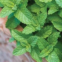 Spearmint - Burpee Seeds