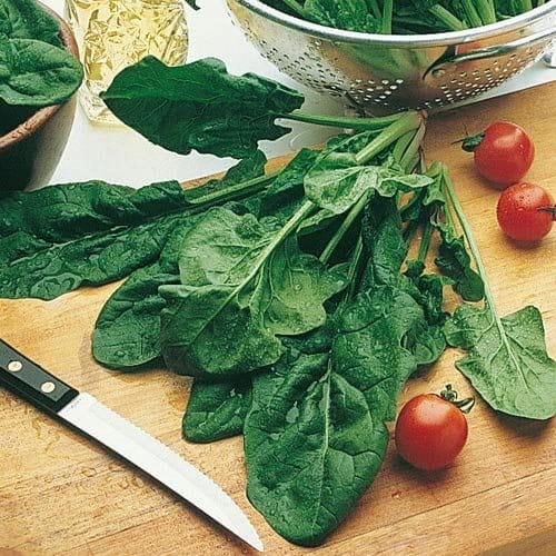Spinach Bloomsdale Longstanding - Cornucopia Seeds