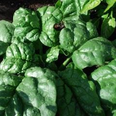 Spinach Bloomsdale Savoy - Good Earth Farms