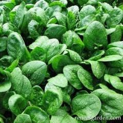 Spinach Catalina - Renee's Garden