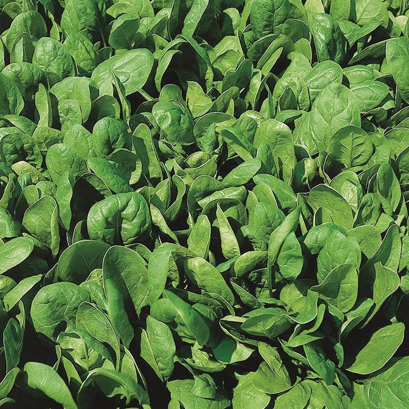 Spinach Lazio F1