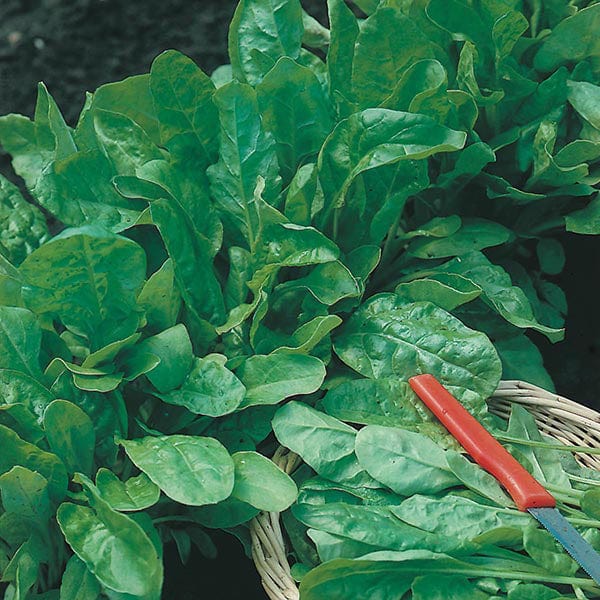 Spinach Perpetual Leaf Beet