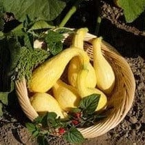 Squash Early Summer Crookneck - Cornucopia Seeds