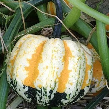 Winter Squash Festival Acorn - Renee's Garden Seeds